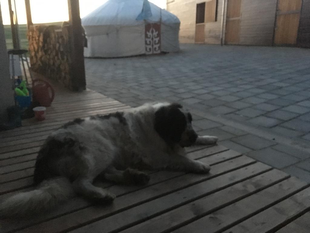 Kavalliera Pensiune Cotormani Dış mekan fotoğraf