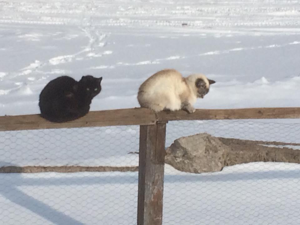 Kavalliera Pensiune Cotormani Dış mekan fotoğraf